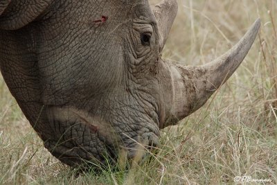 Rhinocros,  (Parc Kruger, 21 novembre 2007)