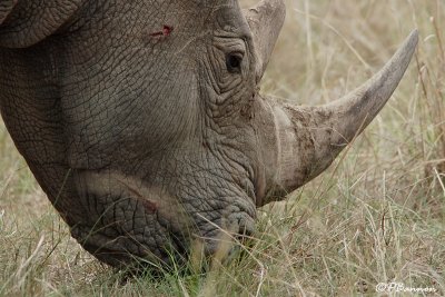 Rhinocéros, (Parc Kruger, 21 novembre 2007)