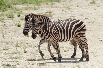 Zbre des plaines, Burchell's Zebra  (Parc Kruger, 20 novembre 2007)