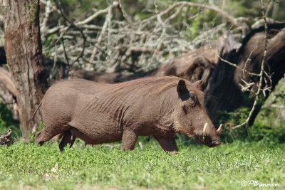 Phacochre commun, Common Warthog (Rserve Mkhuze, 14 novembre 2007)