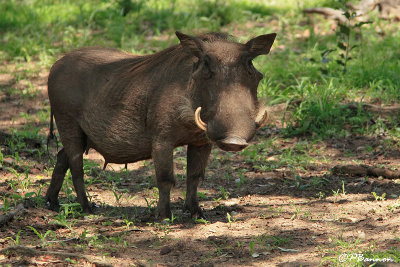 Phacochre commun, Common Warthog  (Rserve Mkhuze, 14 novembre 2007)