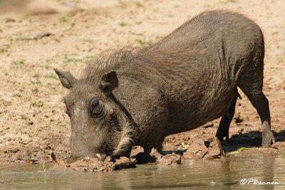 Phacochère commun, Common Warthog (Réserve Mkhuze, 14 novembre 2007)