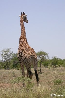 Girafe, Giraffe  (Parc Kruger, 19 novembre 2007)