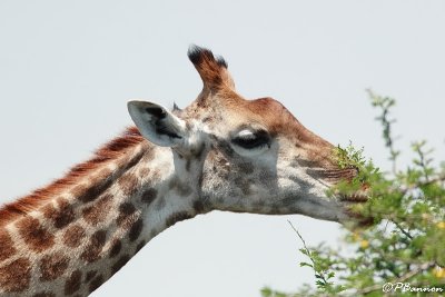 Girafe, Giraffe (Réserve MKhuze, 15 novembre 2007)