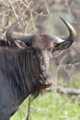 Gnou bleu  barbe noire, Blue Wildebeest (Rserve Mkhuze,14 novembre 2007)