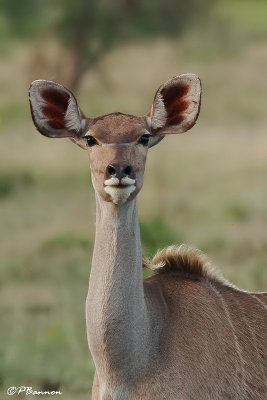 Grand Koudou, Greater Kudu (Parc Kruger, 19 novembre 2007)