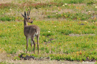 Rhebuk,  Grey Rhebok (Rserve de Hoop, 4 novembre 2007)