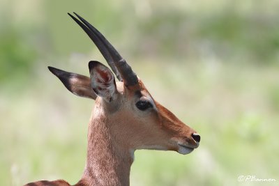 Impala (Rserve Mkhuze, 15 novembre 2007)