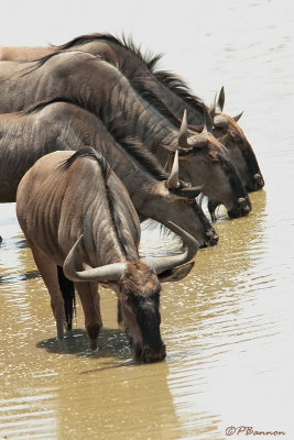 Gnou bleu  barbe noire, Blue Wildebeest  (Parc Kruger, 20 novembre 2007)