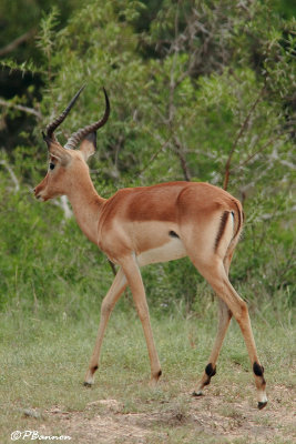 Impala (Parc Kruger, 20 novembre 2007)