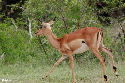 Impala (Parc Kruger, 20 novembre 2007)