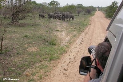 lphant d'Afrique, African Elephant (Parc Kruger, 20 novembre 2007)