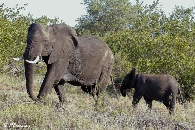 Éléphant d'Afrique, African Elephant (Parc Kruger, 19 novembre 2007)