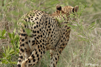 Gupard, Cheetah (Parc Kruger, 21 novembre 2007)