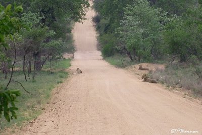 Lion (Parc Kruger, 20 novembre 2007)