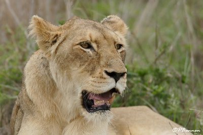 Lion (Parc Kruger, 20 novembre 2007)