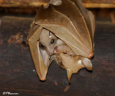 Roussette  paulettes de Wahlberg, Wahlbergs Epauleted Fruit Bat (Parc Kruger, 18 novembre 2007)