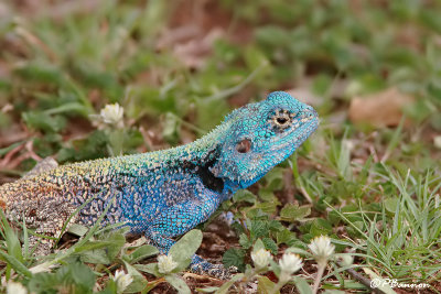 Lézard, Lizard (Parc Kruger, 19 novembre 2007)