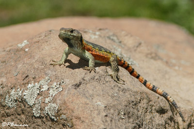 Lzard, Lizard (Lesotho, 9 novembre 2007)