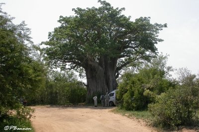 Baobab dans le parc Kruger, 20 novembre 2007
