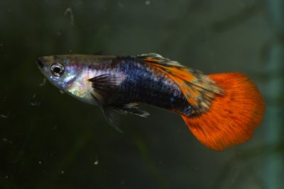 g4/21/4121/3/135732263.maoItZTB.jpg