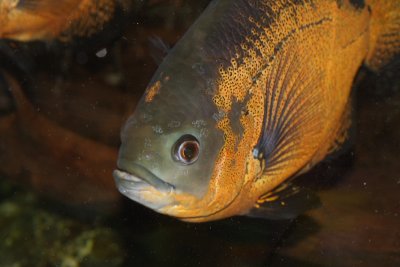 Astronotus ocellatus