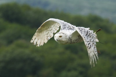 08247122www-mangl-at.JPG