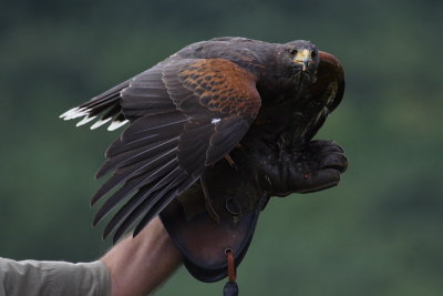 08247112www-mangl-at.JPG
