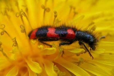 Trichodes apiarius - Gemeiner Bienenkäfer (Bienenwolf) - bee beetle