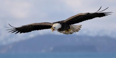 Bald Eagles of Alaska 2006