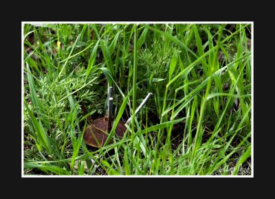 a landmine