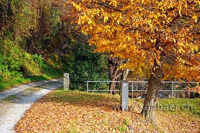 Autunno (119558)