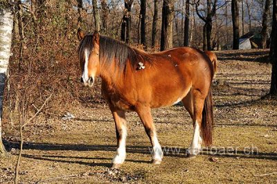 Cavallo (120496)