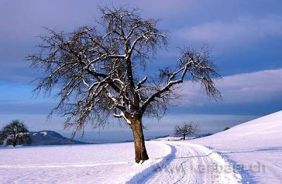 Baum im Winter / Tree in Winter (0072)