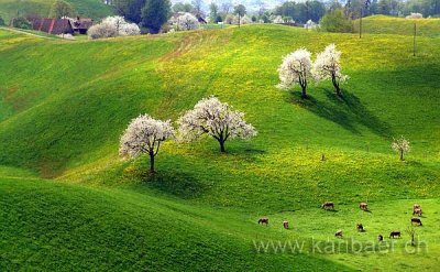 Fruehling / Spring in Menzingen (Schweiz / Switzerland)