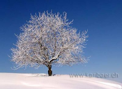 Baum im Schnee (05818)