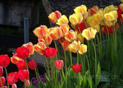 Tulpen / Tulips (06884)