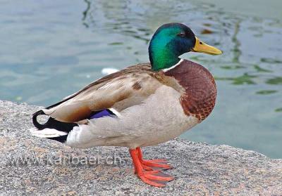 Ente / Duck (05158)