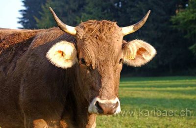 Kuh / Cow (8515)