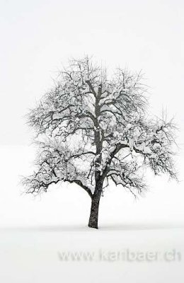 Baum im Schnee (1175)