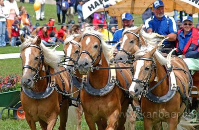 Der Kanton Zug am March-Concours 2006 in Saignelgier