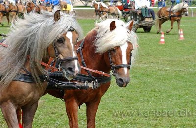 Haflinger (6254)