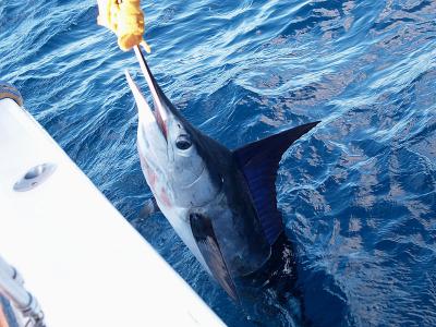 Catch & Release Striped Marlin