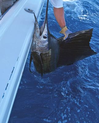 Catch & Release Sailfish