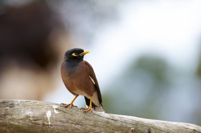 Common Myna