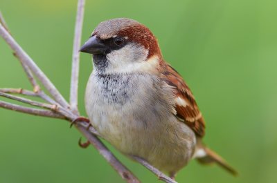DSC_1095.jpg