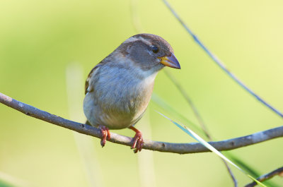 DSC_1254.jpg
