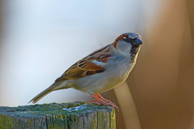 DSC_1310.jpg
