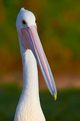 DSC_2652.jpg