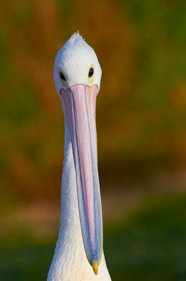 DSC_2653.jpg